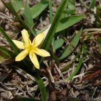 Curculigo orchioides Gaertn.